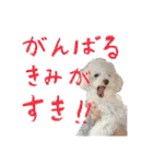 【公式】ブランでゃ！（個別スタンプ：5）