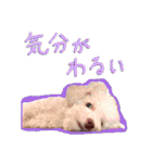 【公式】ブランでゃ！（個別スタンプ：6）