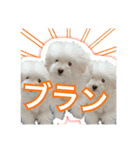 【公式】ブランでゃ！（個別スタンプ：13）