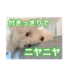 【公式】ブランでゃ！（個別スタンプ：15）