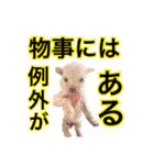 【公式】ブランでゃ！（個別スタンプ：19）