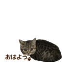 ミヌエットのショコラ子猫写真スタンプ12（個別スタンプ：1）