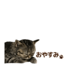 ミヌエットのショコラ子猫写真スタンプ12（個別スタンプ：2）