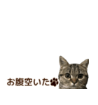 ミヌエットのショコラ子猫写真スタンプ12（個別スタンプ：3）