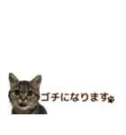 ミヌエットのショコラ子猫写真スタンプ12（個別スタンプ：4）