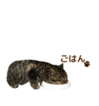 ミヌエットのショコラ子猫写真スタンプ12（個別スタンプ：5）