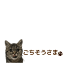 ミヌエットのショコラ子猫写真スタンプ12（個別スタンプ：6）