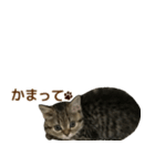 ミヌエットのショコラ子猫写真スタンプ12（個別スタンプ：7）