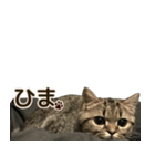 ミヌエットのショコラ子猫写真スタンプ12（個別スタンプ：9）