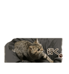 ミヌエットのショコラ子猫写真スタンプ12（個別スタンプ：14）
