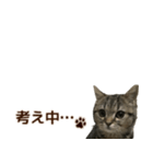 ミヌエットのショコラ子猫写真スタンプ12（個別スタンプ：16）