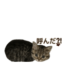 ミヌエットのショコラ子猫写真スタンプ12（個別スタンプ：17）