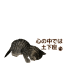 ミヌエットのショコラ子猫写真スタンプ12（個別スタンプ：18）
