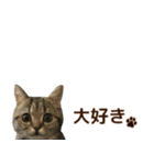 ミヌエットのショコラ子猫写真スタンプ12（個別スタンプ：20）