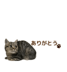 ミヌエットのショコラ子猫写真スタンプ12（個別スタンプ：22）