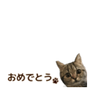ミヌエットのショコラ子猫写真スタンプ12（個別スタンプ：23）