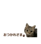 ミヌエットのショコラ子猫写真スタンプ12（個別スタンプ：24）