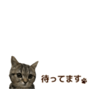 ミヌエットのショコラ子猫写真スタンプ12（個別スタンプ：27）