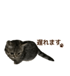 ミヌエットのショコラ子猫写真スタンプ12（個別スタンプ：28）