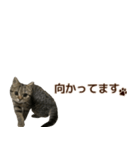 ミヌエットのショコラ子猫写真スタンプ12（個別スタンプ：29）
