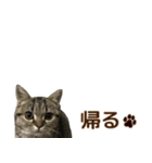 ミヌエットのショコラ子猫写真スタンプ12（個別スタンプ：30）