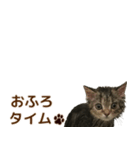 ミヌエットのショコラ子猫写真スタンプ12（個別スタンプ：31）