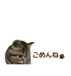 ミヌエットのショコラ子猫写真スタンプ12（個別スタンプ：32）