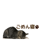 ミヌエットのショコラ子猫写真スタンプ12（個別スタンプ：33）