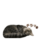 ミヌエットのショコラ子猫写真スタンプ12（個別スタンプ：37）