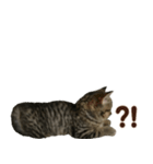 ミヌエットのショコラ子猫写真スタンプ12（個別スタンプ：38）