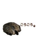 ミヌエットのショコラ子猫写真スタンプ12（個別スタンプ：40）