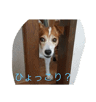 可愛いペレレ（個別スタンプ：1）