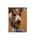 可愛いペレレ（個別スタンプ：3）