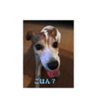 可愛いペレレ（個別スタンプ：6）