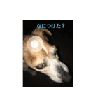 可愛いペレレ（個別スタンプ：8）