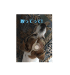 可愛いペレレ（個別スタンプ：9）