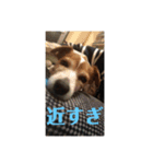 可愛いペレレ（個別スタンプ：17）