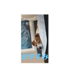 可愛いペレレ（個別スタンプ：19）