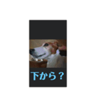 可愛いペレレ（個別スタンプ：21）