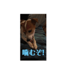 可愛いペレレ（個別スタンプ：23）