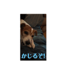 可愛いペレレ（個別スタンプ：24）