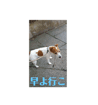 可愛いペレレ（個別スタンプ：26）
