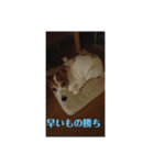 可愛いペレレ（個別スタンプ：27）