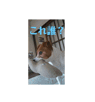 可愛いペレレ（個別スタンプ：31）