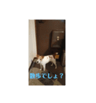 可愛いペレレ（個別スタンプ：33）