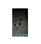 可愛いペレレ（個別スタンプ：36）