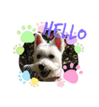 Westie ＆ Yorkie 3（個別スタンプ：3）