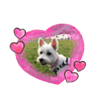 Westie ＆ Yorkie 3（個別スタンプ：8）