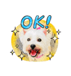 Westie ＆ Yorkie 3（個別スタンプ：9）