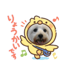 Westie ＆ Yorkie 3（個別スタンプ：11）